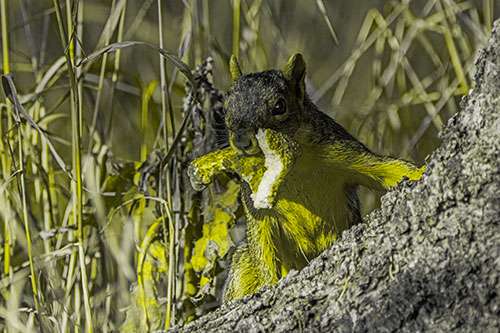 Curious Pizza Crust Squirrel (Yellow Tone Photo)