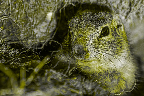 Curious Prairie Dog Watches From Dirt Tunnel Entrance (Yellow Tone Photo)