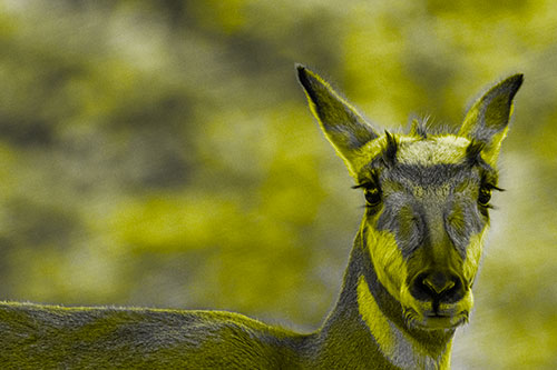 Curious Pronghorn Staring Across Roadway (Yellow Tone Photo)