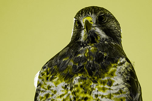 Curious Rough Legged Hawk Eying Intruder Below (Yellow Tone)