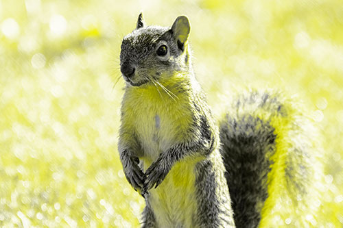 Curious Squirrel Standing On Hind Legs (Yellow Tone Photo)