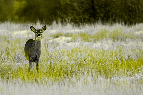 Curious White Tailed Deer Watching Among Snowy Field (Yellow Tone Photo)
