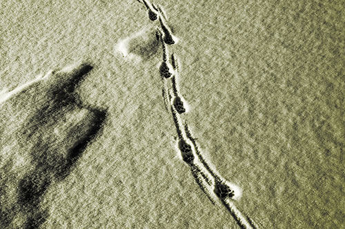 Curving Animal Footprint Trail Dragging Along Snow (Yellow Tone Photo)