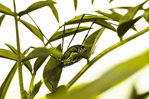 Daddy Longlegs Harvestmen Spider Crawling Down Plant Stem (Yellow Tone Photo)