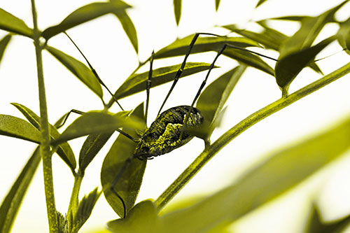 Daddy Longlegs Harvestmen Spider Crawling Down Plant Stem (Yellow Tone)
