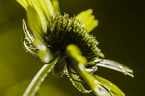 Damp Coneflower Blossoming Towards Sunlight (Yellow Tone Photo)