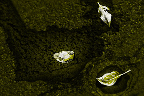 Damp Leaf Face Rests Atop Wet Desiccating Pavement (Yellow Tone)