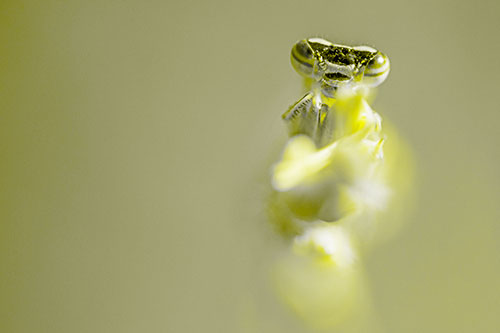 Damselfly Embraces Grass Blade Among Sunlight (Yellow Tone)