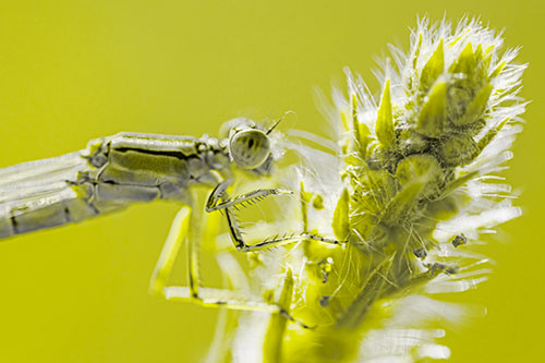 Damselfly Perched Among Fuzzy Plant (Yellow Tone)