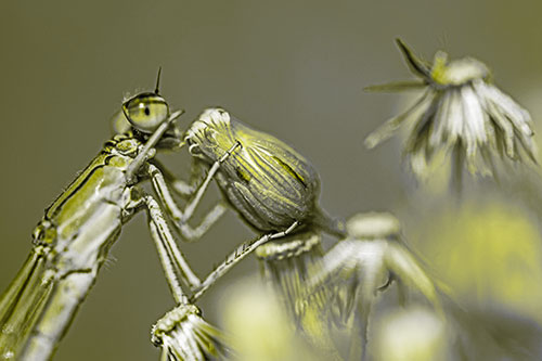 Damselfly Rubbing Eye Among Horseweeds (Yellow Tone)