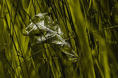 Dead Decayed Leaf Rots Among Reed Grass (Yellow Tone Photo)