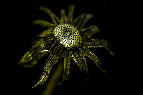 Dead Dewy Rotting Salsify Flower (Yellow Tone Photo)