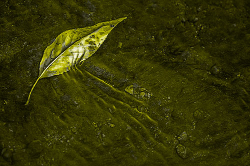 Dead Floating Leaf Creates Shallow Water Ripples (Yellow Tone Photo)