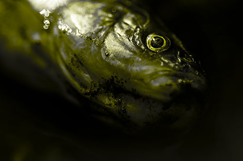 Dead Freshwater Whitefish Washed Ashore (Yellow Tone Photo)