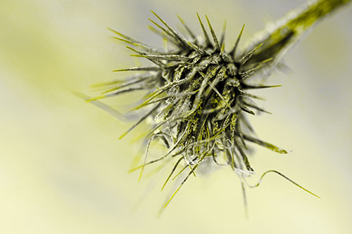 Dead Frigid Spiky Salsify Flower Withering Among Cold (Yellow Tone Photo)