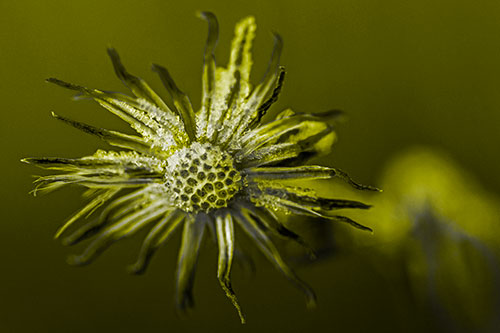 Dead Frozen Ice Covered Aster Flower (Yellow Tone Photo)