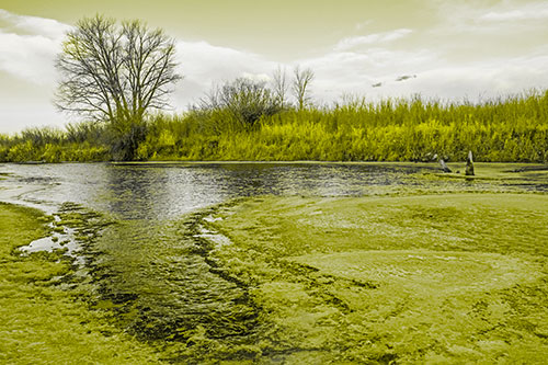 Dead Trees Surround Ice Melting River (Yellow Tone)