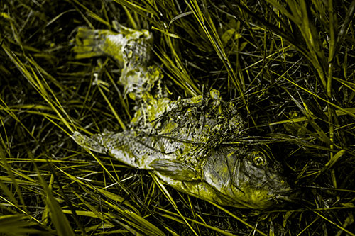 Decaying Salmon Fish Rotting Among Grass (Yellow Tone)
