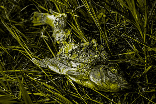 Decaying Salmon Fish Rotting Among Grass (Yellow Tone Photo)