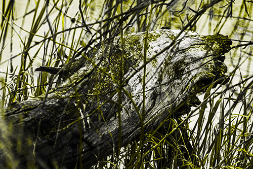 Decaying Serpent Tree Log Creature (Yellow Tone Photo)