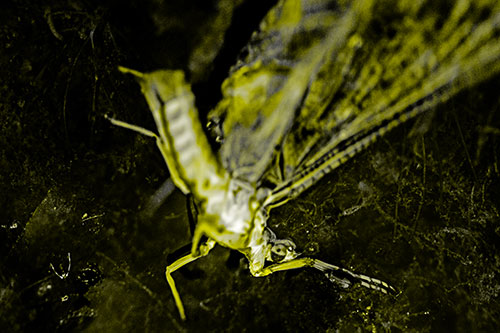 Deceased Mayfly Floating Atop Shallow River Shore (Yellow Tone)