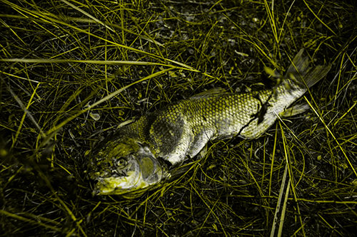 Deceased Salmon Fish Rotting Among Grass (Yellow Tone Photo)