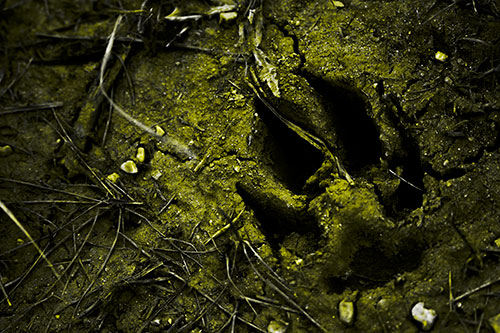Deep Muddy Dog Footprint (Yellow Tone Photo)