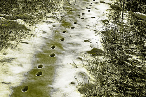 Deep Snow Animal Footprint Markings (Yellow Tone)