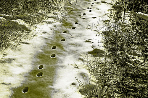 Deep Snow Animal Footprint Markings (Yellow Tone Photo)