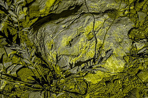Demonic Leaf Mouthed Rock Face Snarling Among Dirt (Yellow Tone)