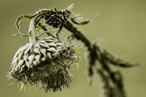 Depressed Slouching Thistle Dying From Thirst (Yellow Tone Photo)