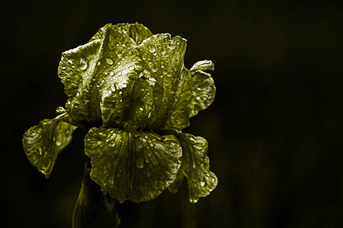 Dew Face Appears Among Wet Iris Flower (Yellow Tone Photo)