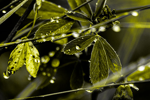 Dew Water Droplets Clutching Onto Leaves (Yellow Tone Photo)