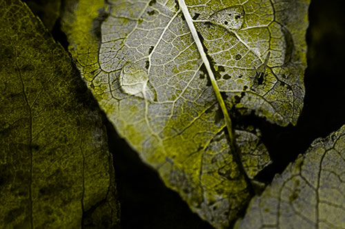 Dewy Eyed Leaf Face Cringing Towards Bug (Yellow Tone)