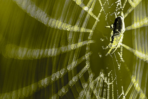 Dewy Orb Weaver Spider Hangs Among Web (Yellow Tone Photo)