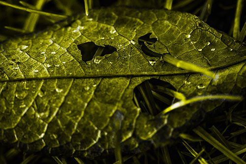 Dewy Pierced Leaf Face Screaming Among Grass Blades (Yellow Tone)