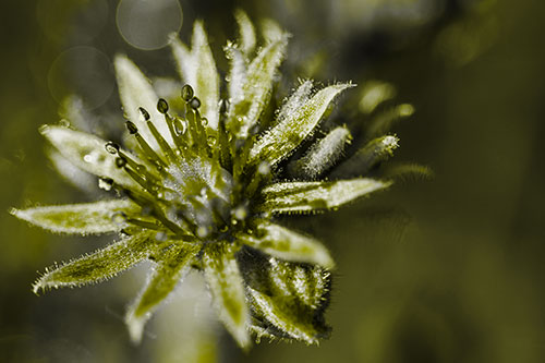 Dewy Spiked Sempervivum Flower (Yellow Tone Photo)