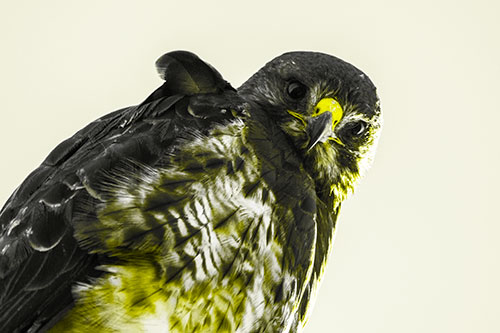 Direct Eye Contact With Rough Legged Hawk (Yellow Tone Photo)
