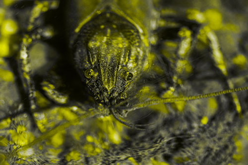Direct Eye Contact With Water Submerged Crayfish (Yellow Tone Photo)