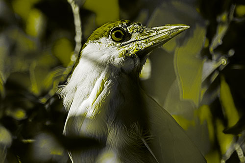 Dirty Faced Black Crowned Night Heron (Yellow Tone Photo)