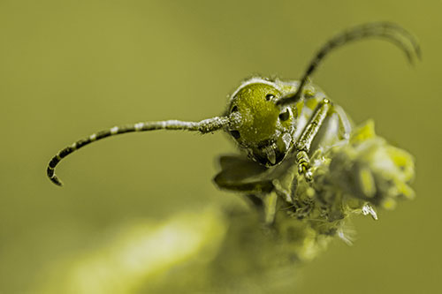 Dirty Milkweed Beetle Climbs Plant Top (Yellow Tone)