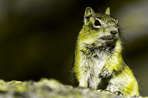 Dirty Nosed Squirrel Atop Rock (Yellow Tone Photo)