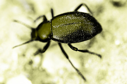 Dirty Shelled Beetle Among Dirt (Yellow Tone Photo)
