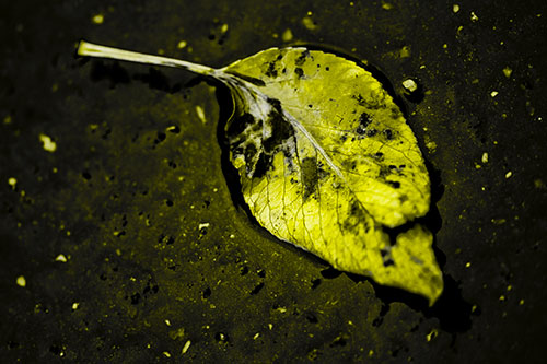 Distressed Rotting Leaf Face Among Wet Pavement (Yellow Tone)