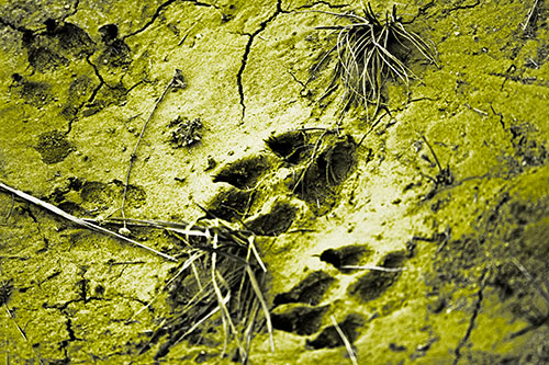 Dog Footprints On Dry Cracked Mud (Yellow Tone Photo)