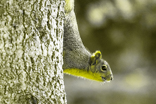 Downward Squirrel Yoga Tree Trunk (Yellow Tone Photo)