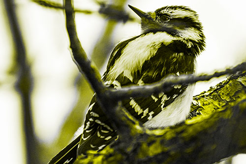 Downy Woodpecker Twists Head Backwards Atop Branch (Yellow Tone Photo)