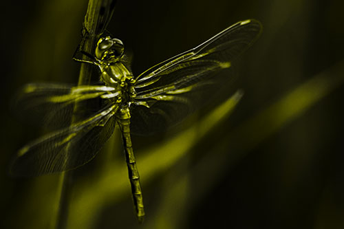 Dragonfly Grabs Ahold Grass Blade (Yellow Tone Photo)