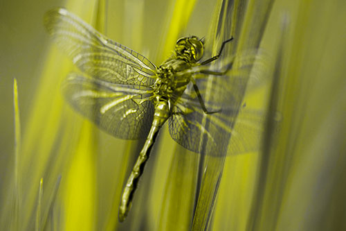 Dragonfly Grabs Grass Blade Batch (Yellow Tone Photo)