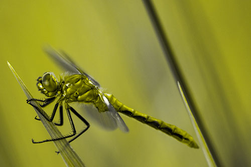 Dragonfly Perched Atop Sloping Grass Blade (Yellow Tone Photo)